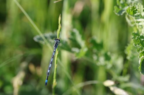 Coenagrion mercuriale